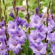 flori gladiole milka tije inalte gradina 110x110