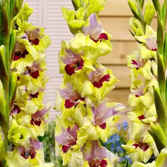 flori gladiole oracle tije inalte buchete