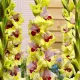 flori gladiole oracle tije inalte buchete
