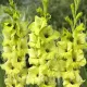flori gladiole prima verde exotice gradina