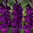 flori gladiole purple diamond tije inalte gradina 110x110