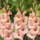 flori gladiole rigoletto tije inalte gradina
