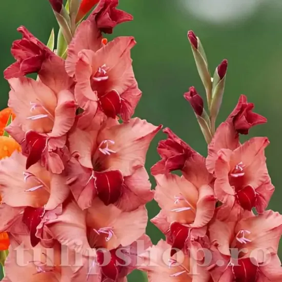 flori gladiole soul tije inalte gradina