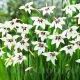 flori gladiole stelate albe acidanthera murielae