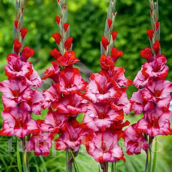 flori gladiole teds trump tije inalte gradina