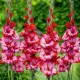 flori gladiole teds trump tije inalte gradina