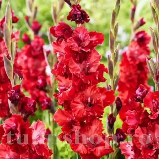 flori gladiole vervet raspberry centru alb