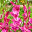 Bulbi Gladiole Vulcano flori gladiole vulcano bicolore mici bordura 110x110