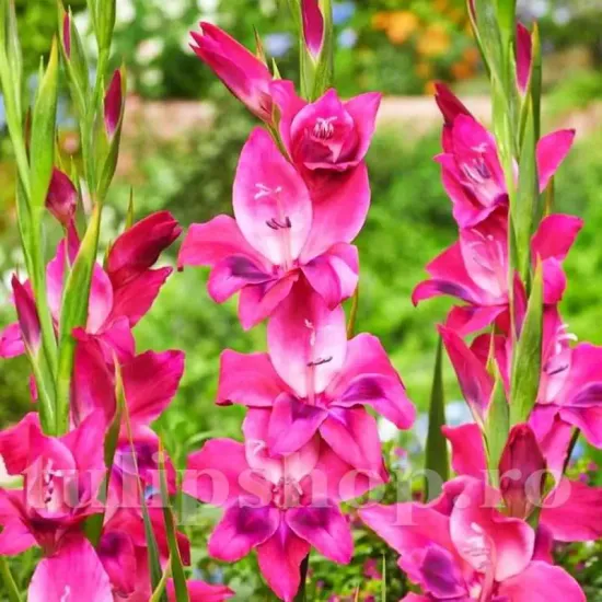 flori gladiole vulcano bicolore mici bordura