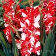 Bulbi Gladiole Zizanie flori gladiole zizanie tije inalte gradina 110x110