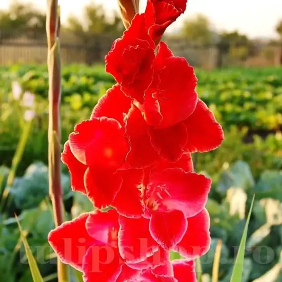 gladiolus after shock bicolor flori mari