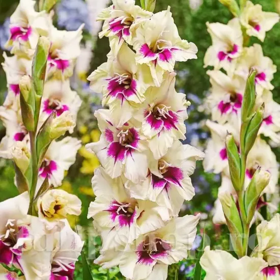 gladiolus amber mystique bicolor flori mari