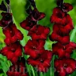 Bulbi Gladiole Black Star gladiolus black star visiniu catifelat flori mari 110x110