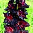 Bulbi Gladiole Black Surprise gladiolus black surprise visiniu catifelat flori mari 110x110