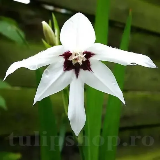gladiolus callianthus acidanthera albe centru visiniu