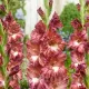 gladiolus cappuccino cafeniu flori mari gradina