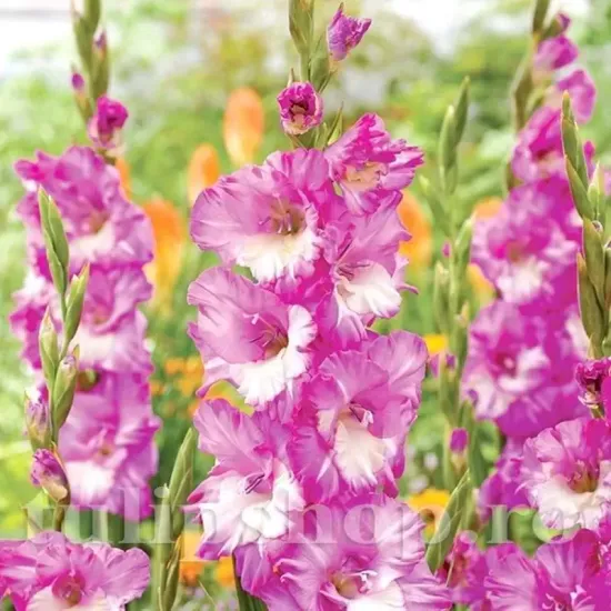 gladiolus cera corfinio roz crem flori mari