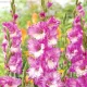 gladiolus cera corfinio roz crem flori mari