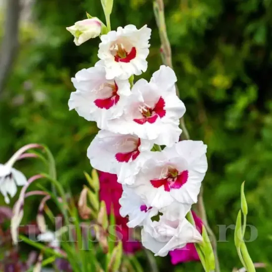 gladiolus cera corsage roz pal flori mari