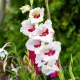 gladiolus cera corsage roz pal flori mari