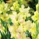 gladiolus cera fearless portocaliu roscat flori mari