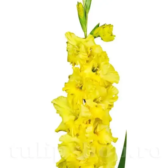 gladiolus charisma bicolor flori mari