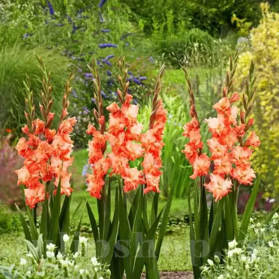 gladiolus coral crush coral vibrant flori mari