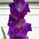 gladiolus deep purple purpuriu catifelat flori mari
