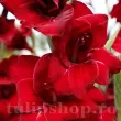 gladiolus fat boy rosu catifelat flori mari 110x110