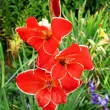 Bulbi Gladiole Atom gladiolus nanus atom gladiola pitica gradina 110x110