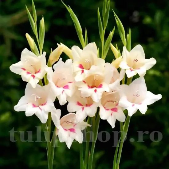 gladiolus nanus elvira gladiola pitica gradina