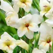 Bulbi Gladiole Halley gladiolus nanus halley gladiola pitica gradina 110x110