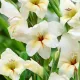 gladiolus nanus halley gladiola pitica gradina