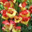 gladiolus nanus las vegas gladiola pitica bicolora 110x110
