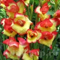 Bulbi Gladiole Las Vegas