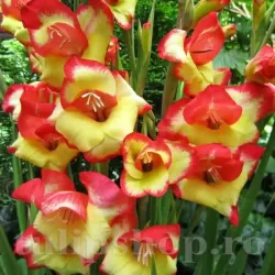 Bulbi Gladiole Las Vegas