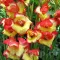 Bulbi Gladiole Las Vegas