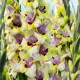 gladiolus oracle bicolor flori mari gradina