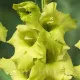 gladiolus prima verde lime flori mari