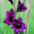 gladiolus purple diamond purpuriu catifelat flori mari 110x110