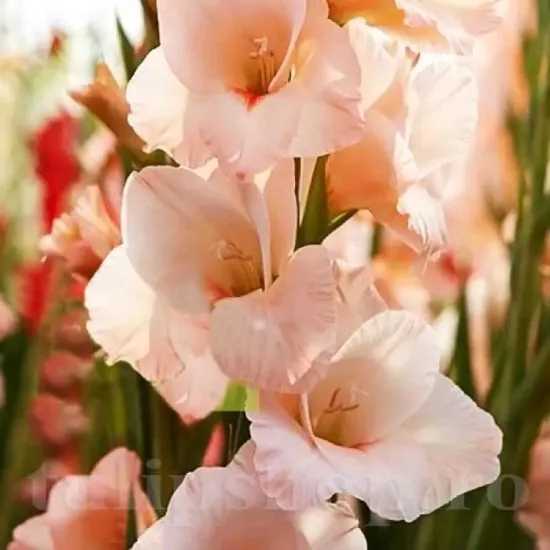 gladiolus rigoletto bicolor flori mari