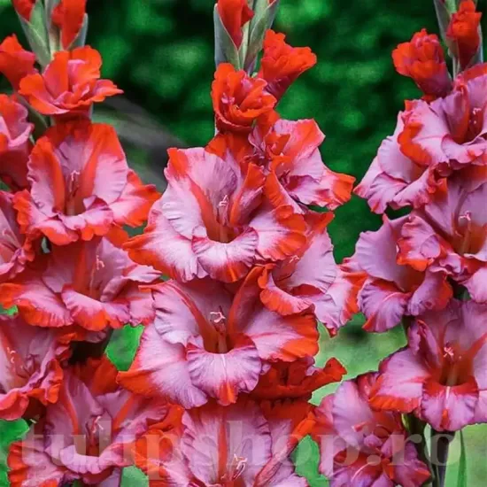 gladiolus teds trump bicolor flori mari