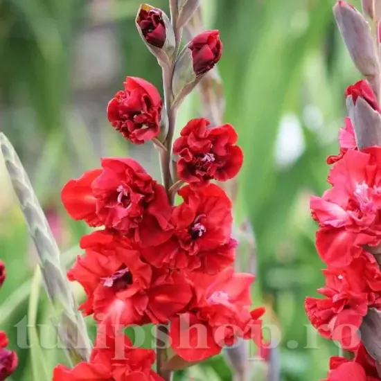 gladiolus vervet raspberry bicolor flori mari