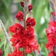 gladiolus vervet raspberry bicolor flori mari