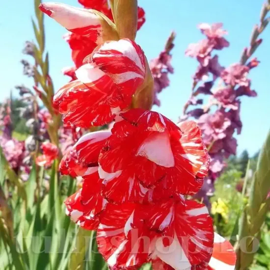 gladiolus zizanie bicolor stropit flori mari