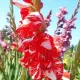 gladiolus zizanie bicolor stropit flori mari
