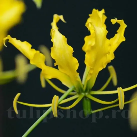 bulbi gloriosa lutea galben exotic