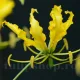 bulbi gloriosa lutea galben exotic