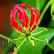 bulbi gloriosa superba rosu galben exotic 110x110