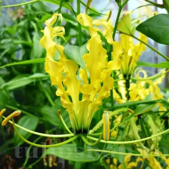 gloriosa lutea crin de flacara galben bulbi